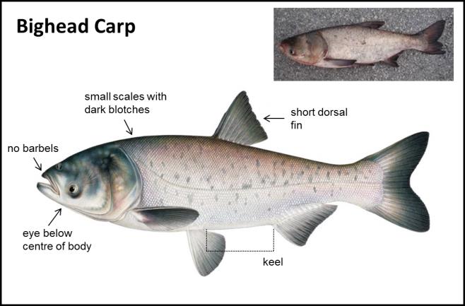 Asian carp is not a carp