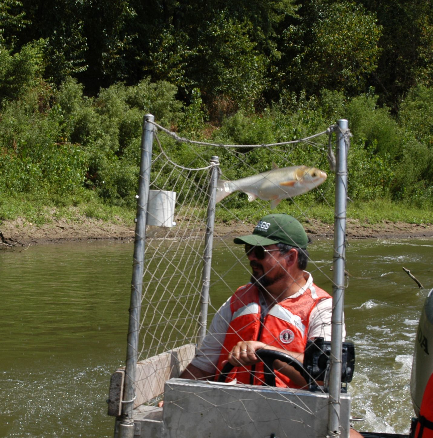 Jo J. reccomend Asian carp is not a carp